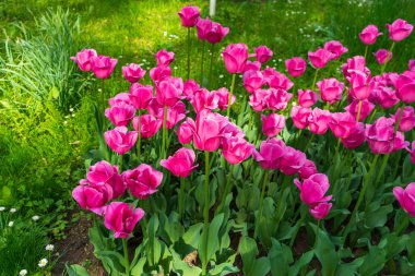 Bükreş Botanik Bahçesinde yaz renkleri