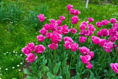 Bükreş Botanik Bahçesinde yaz renkleri