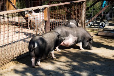 Beautiful Romanian Bazna pig raised in captivity clipart