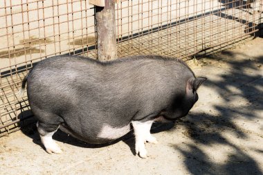 Güzel Romen Bazna domuzu esaret altında büyütüldü