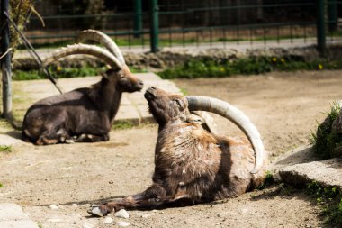 Esaret altında büyüyen güzel hayvanlar ve kuşlar.