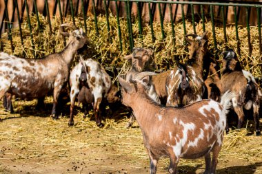 Hayvanat Bahçesi 'nde cüce keçiler. Evcil hayvanın şirin portresi.