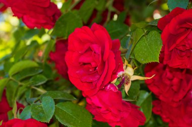 Bükreş Botanik Bahçesinde bahar renkleri