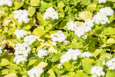 Bükreş Botanik Bahçesinde bahar renkleri