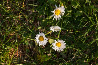 Bükreş Botanik Bahçesinde bahar renkleri