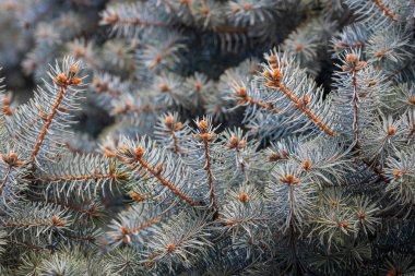 Green Christmas tree in a park. Detail of pine or conifer leaves clipart