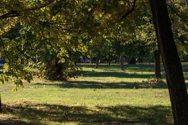 Bükreş şehir merkezindeki bir halk parkı olan Cismigiu Bahçesi 'ndeki (Gradina Cismigiu) göl kenarındaki yeşil manzara