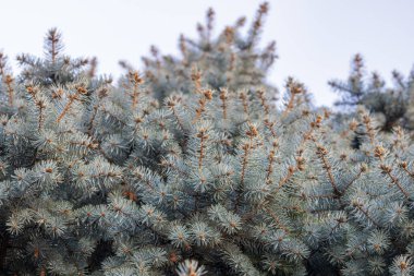 Green Christmas tree in a park. Detail of pine or conifer leaves clipart