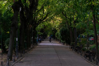 Bükreş şehir merkezindeki bir halk parkı olan Cismigiu Bahçesi 'ndeki (Gradina Cismigiu) göl kenarındaki yeşil manzara