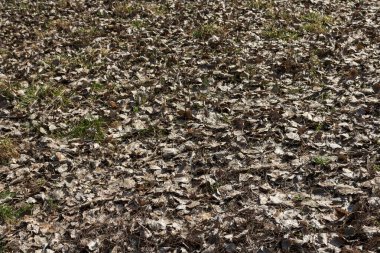 Bükreş şehir merkezindeki parktaki eski yeşil ağaçların manzarası