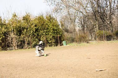 parkta oynayan Sibirya husky köpek
