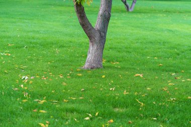 Bükreş şehir merkezindeki parktaki eski yeşil ağaçların manzarası