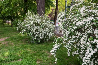 Bükreş şehir merkezindeki parktaki eski yeşil ağaçların manzarası