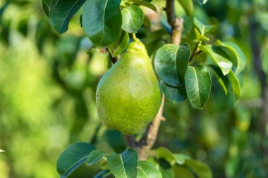 Olgun meyveli armut ağacı. Bahçedeki ağaç dalında sulu armutlar