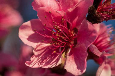 Bükreş Botanik Bahçesinde bahar renkleri