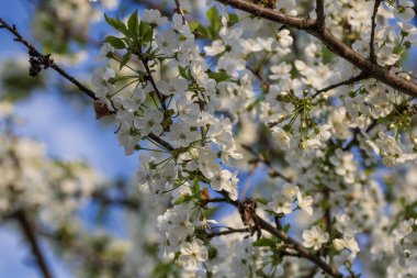 Bükreş Botanik Bahçesinde bahar renkleri
