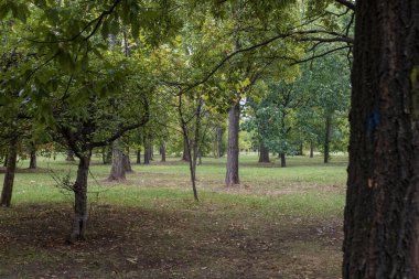 Bükreş şehir merkezindeki bir halk parkı olan Cismigiu Bahçesi 'ndeki (Gradina Cismigiu) göl kenarındaki yeşil manzara