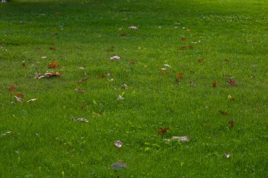 Bükreş şehir merkezindeki bir halk parkı olan Cismigiu Bahçesi 'ndeki (Gradina Cismigiu) göl kenarındaki yeşil manzara