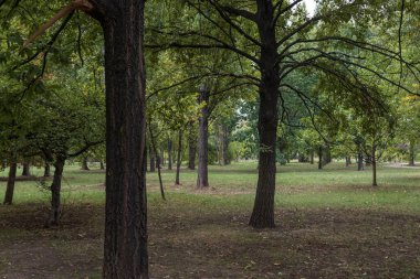 Bükreş şehir merkezindeki bir halk parkı olan Cismigiu Bahçesi 'ndeki (Gradina Cismigiu) göl kenarındaki yeşil manzara