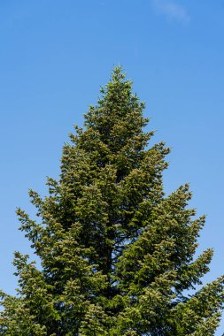 Tarlaları, çayırları ve ormanı olan kırsal alan