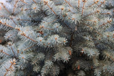 Parktaki yeşil Noel ağacı. Çam ağacı veya kozalak yapraklarının ayrıntıları