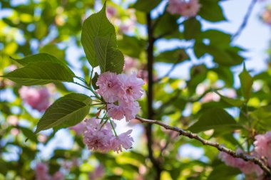 Bükreş Botanik Bahçesinde bahar renkleri