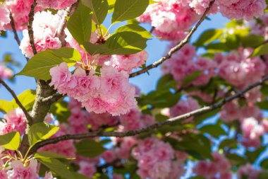 Bükreş Botanik Bahçesinde bahar renkleri