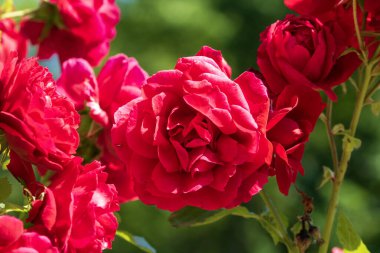 Bükreş Botanik Bahçesinde bahar renkleri