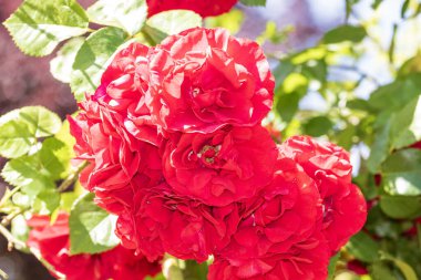 Bükreş Botanik Bahçesinde bahar renkleri