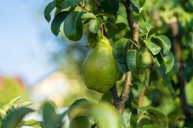 Olgun meyveli armut ağacı. Bahçedeki ağaç dalında sulu armutlar