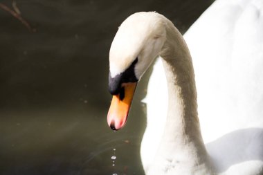 Esaret altında büyüyen güzel bir kuğu.