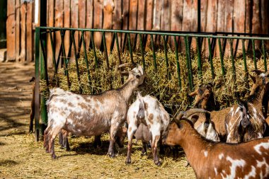 Hayvanat Bahçesi 'nde cüce keçiler. Evcil hayvanın şirin portresi.
