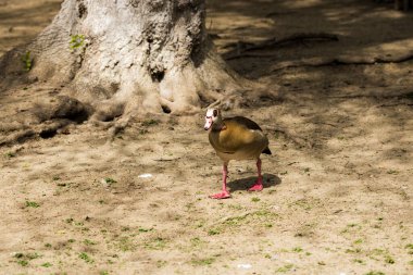 Esaret altında büyüyen güzel vahşi ördekler