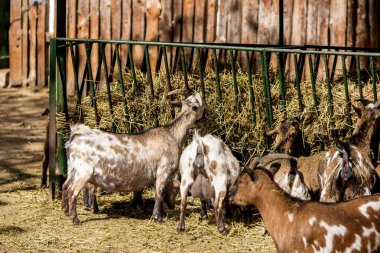 Hayvanat Bahçesi 'nde cüce keçiler. Evcil hayvanın şirin portresi.