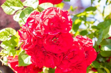 Bükreş Botanik Bahçesinde bahar renkleri