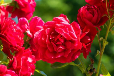 Bükreş Botanik Bahçesinde bahar renkleri