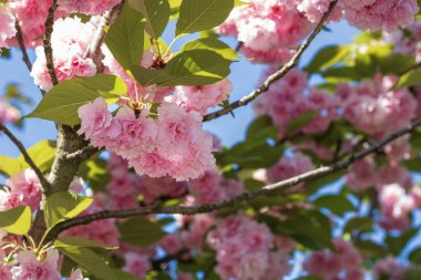 Bükreş Botanik Bahçesinde bahar renkleri