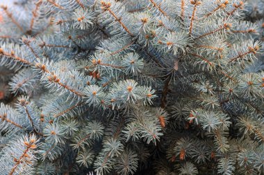 Parktaki yeşil Noel ağacı. Çam ağacı veya kozalak yapraklarının ayrıntıları