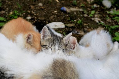 Kedi yavrularını emziriyor. Anne kedi kedisine sevgiyle sarılıyor.