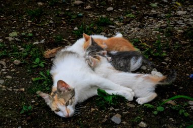 Kedi yavrularını emziriyor. Anne kedi kedisine sevgiyle sarılıyor.