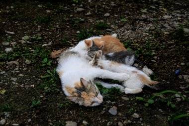 Kedi yavrularını emziriyor. Anne kedi kedisine sevgiyle sarılıyor.