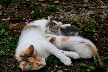 Kedi yavrularını emziriyor. Anne kedi kedisine sevgiyle sarılıyor.