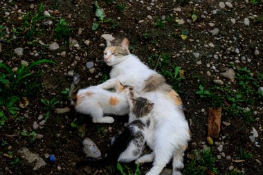 Kedi yavrularını emziriyor. Anne kedi kedisine sevgiyle sarılıyor.