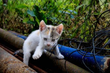 Yavru kedi bahçedeki çevreyi keşfediyor. Şirin kedi oynuyor.