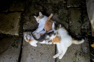 Kedi yavrularını emziriyor. Anne kedi kedisine sevgiyle sarılıyor.