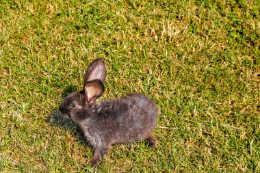 Baharda yeşil çimlerin üzerinde doğal arka planı olan sevimli küçük bir tavşan.