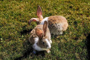 Baharda yeşil çimlerin üzerinde doğal arka planı olan sevimli küçük bir tavşan.