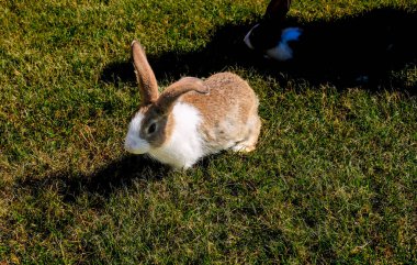 Baharda yeşil çimlerin üzerinde doğal arka planı olan sevimli küçük bir tavşan.