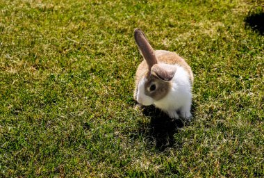 Baharda yeşil çimlerin üzerinde doğal arka planı olan sevimli küçük bir tavşan.
