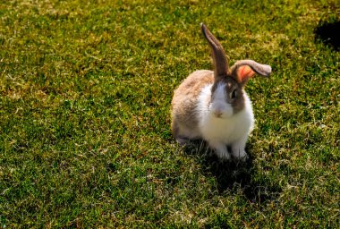 Baharda yeşil çimlerin üzerinde doğal arka planı olan sevimli küçük bir tavşan.